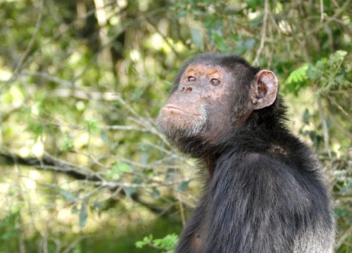 Ol Pejeta