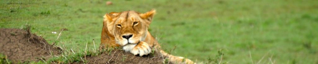 Lion Masai Mara
