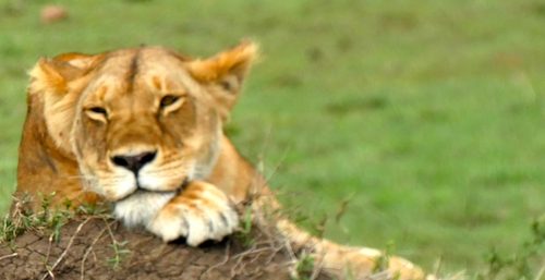 Lion