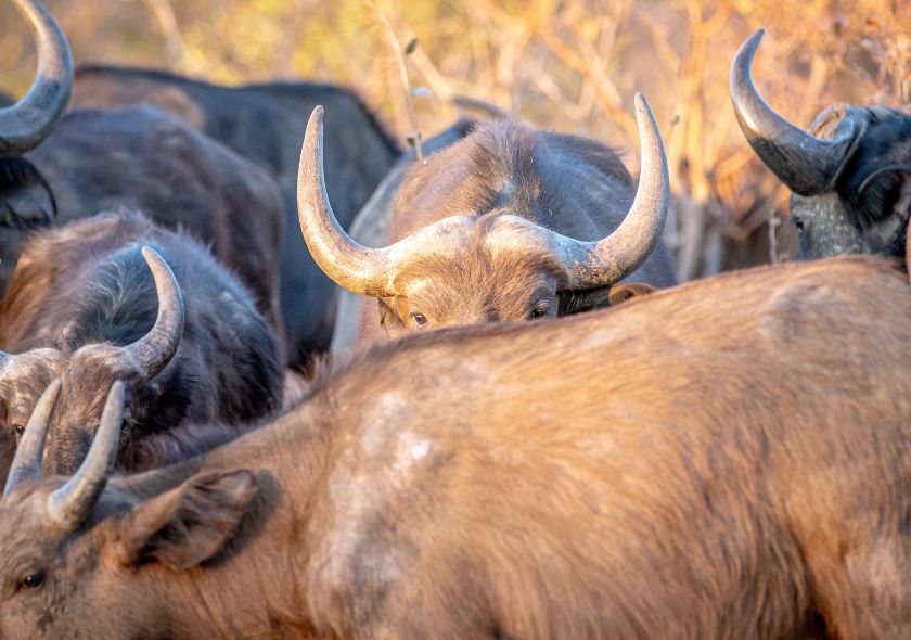 Réserve nationale de Buffalo Springs