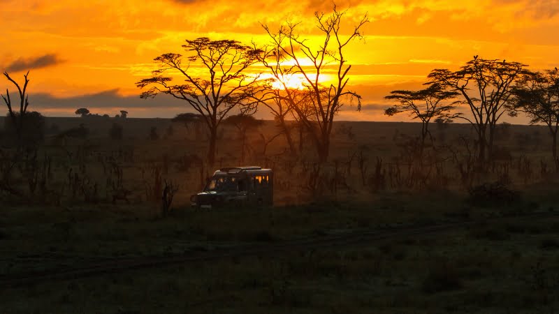 Safari nocturno