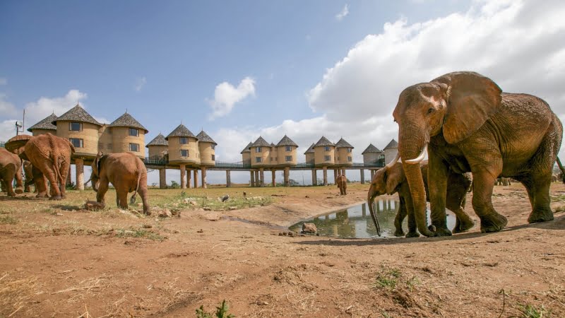 Alojamiento sobre pilotes con vistas al abrevadero de animales: Saltlick Safari Lodge