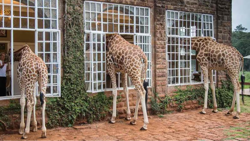 Alojarse en el Giraffe Hotel Kenia