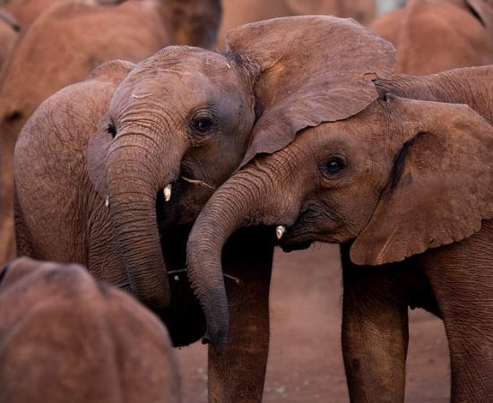 Soin éléphant