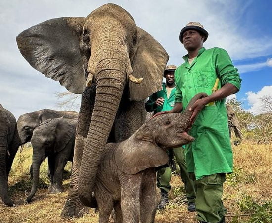 Soin éléphant