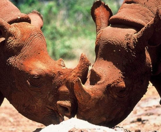 Soins Rhinocéros