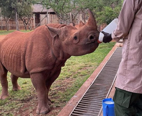 Soins Rhinocéros
