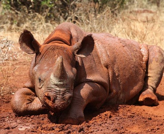 Soins Rhinocéros
