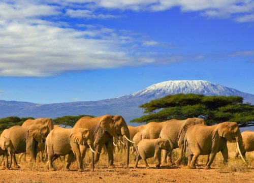 ¿Cuál es el safari más hermoso de Kenia?
