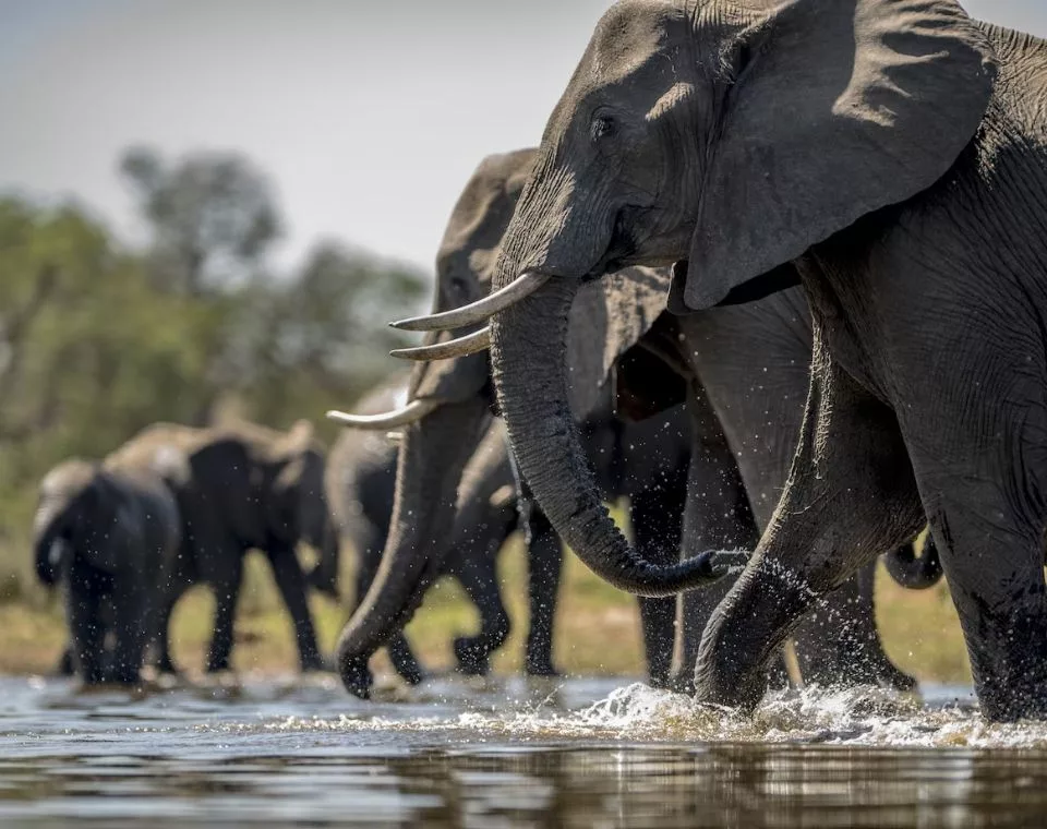 Die Tiere von Kenia