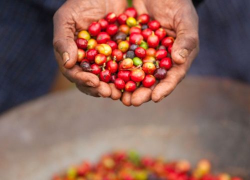 Café de Kenia