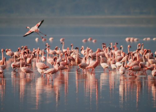 Flamant Rose