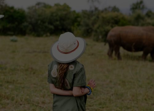 Safari Rhinonceros