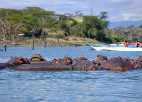Hippopotame