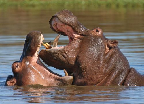¿Dónde ver hipopótamos en Kenia?