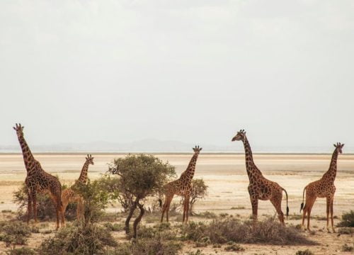 ¿Cuál es el origen del nombre del parque Amboseli ?