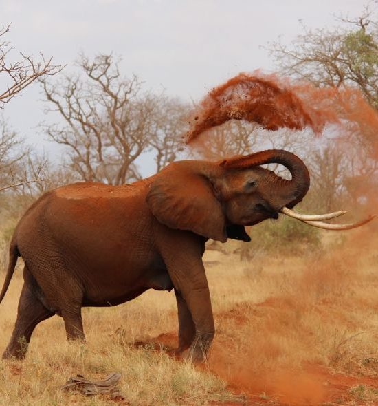 Tsavo