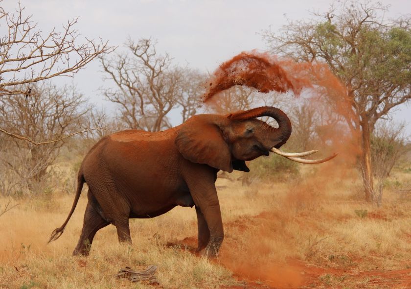 Parc national de Tsavo