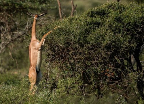 Samburu