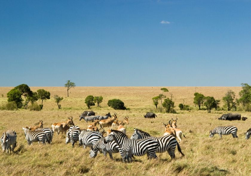 Reserva nacional de Masai Mara