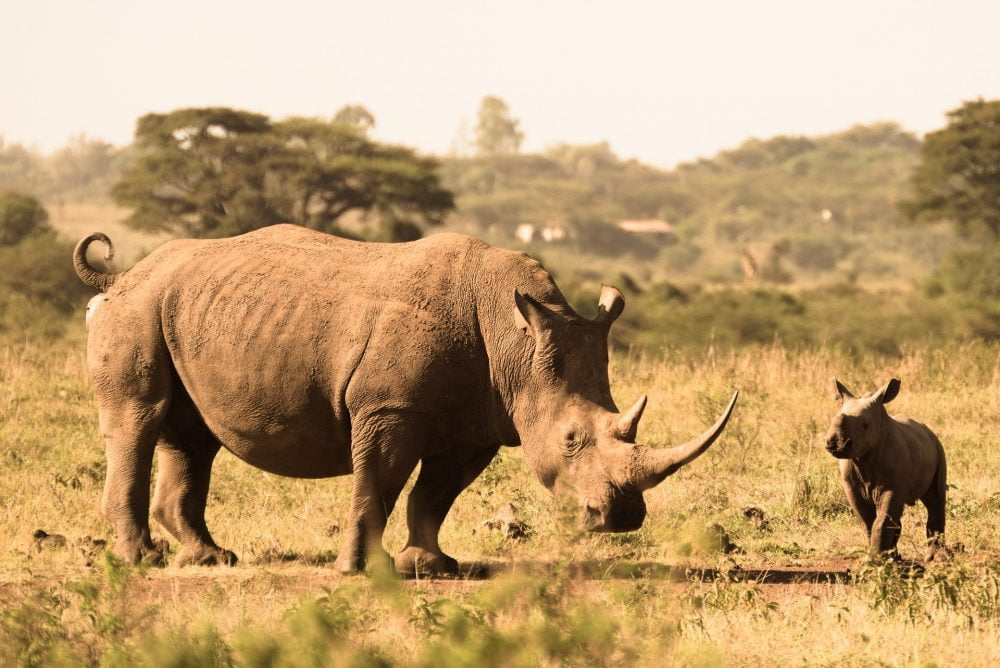 Safari Grands Parcs en Kenia