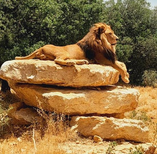 Safari de los grandes parques de Kenia