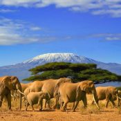 Safari SSafari Simba Kenya Kilimandjaroimba Kenya