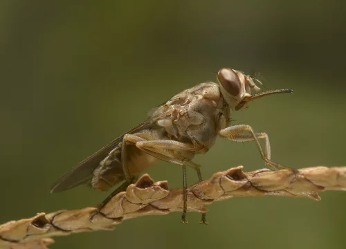 ¿Qué insecto en Kenia?
